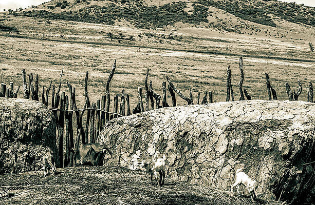 Tanzania Wall Art featuring the photograph Maasai Village Ngorongoro Tanzania Africa 4170 by Neptune Images
