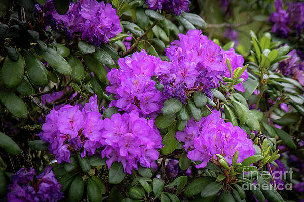 Nature Wall Art featuring the photograph Rhododendron Maximum_4555 by Mark Triplett