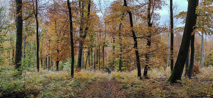 Tree Photograph - Autumn In The Forest #6 by Robert Grac