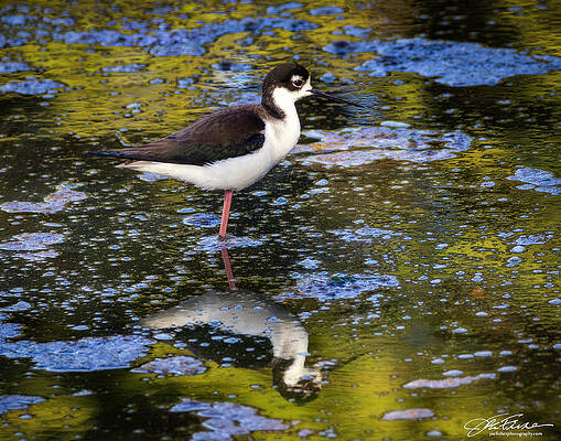 Wall Art featuring the photograph Black-necked Stilt  #5 by Joe Fisher