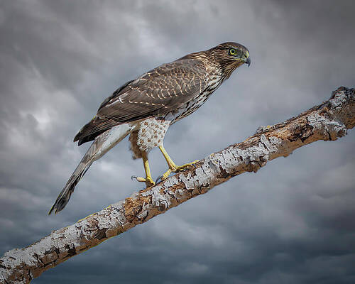 Hawk Photograph - Cooper's Hawk #5 by Joe Fisher