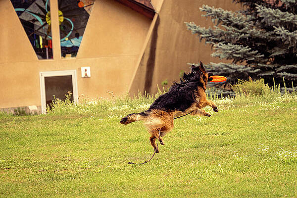 Tree Photograph - Dog - Sully #5 by Robert Niemeier