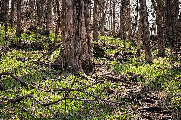 Tree Photograph - Missouri - Forest #7 by Robert Niemeier