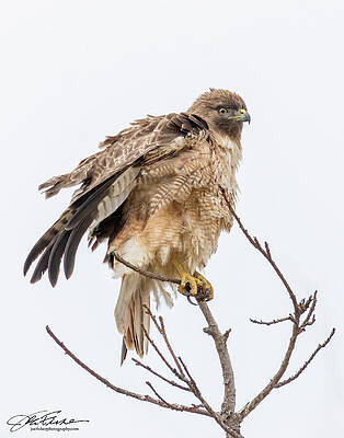 Hawk Photograph - Red-tailed Hawk #5 by Joe Fisher