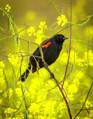 Beak Photograph - Red-winged Blackbird Female by Joe Fisher