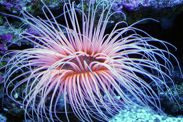 Landscape Wall Art featuring the photograph Under Water Coral Life #5 by Severija Kirilovaite