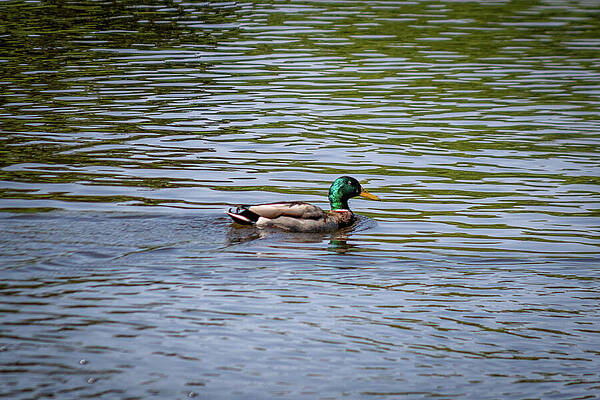 Reflection Photograph - 5251 by Mark Triplett