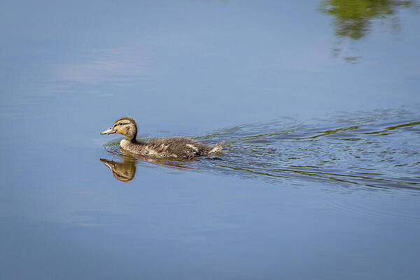 Serene Photograph - 5270 by Mark Triplett