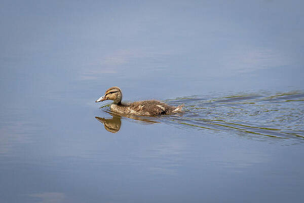 Serene Photograph - 5271 by Mark Triplett