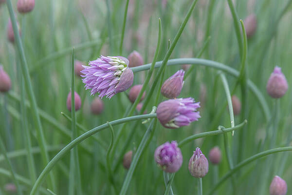 Serene Photograph - 5418 by Mark Triplett