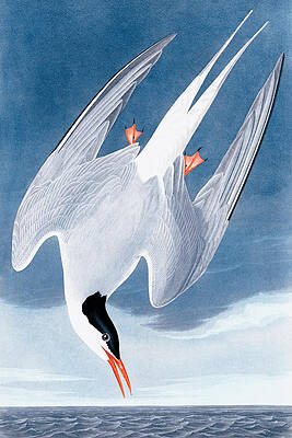 Digital Art - Arctic Tern By John James Audubon by The Luxury Art Collection