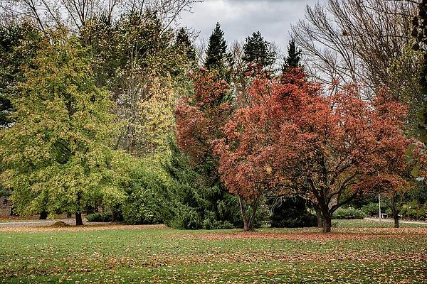 Tree Photograph - Autumn #6 by Robert Grac
