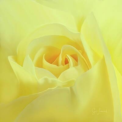 Photograph - Digitally Painted Rose #6 by Sue Leonard