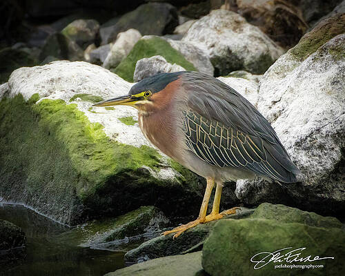 Water Photograph - Green Heron #6 by Joe Fisher