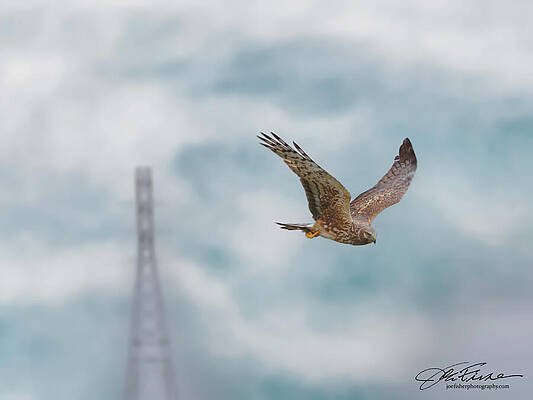 Wing Photograph - Northern Harrier Female #6 by Joe Fisher