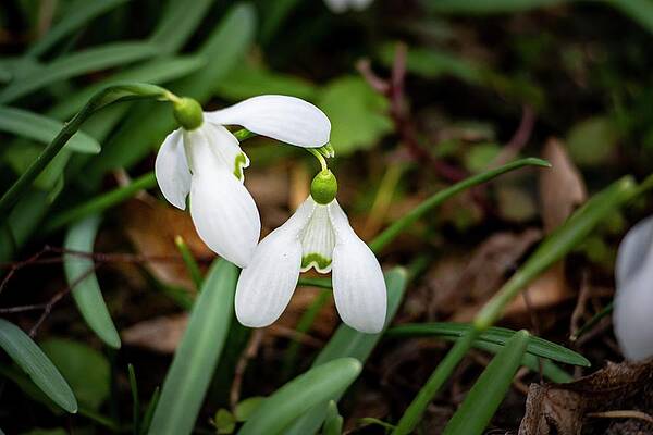 Nature Photograph - Spring Vibes #10 by Robert Grac