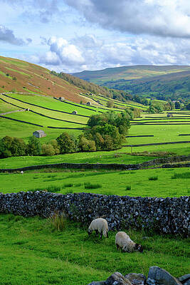 Rolling Hills with Grazing Sheep Photograph
