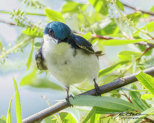 Branch Wall Art featuring the photograph Tree Swallow #6 by Joe Fisher