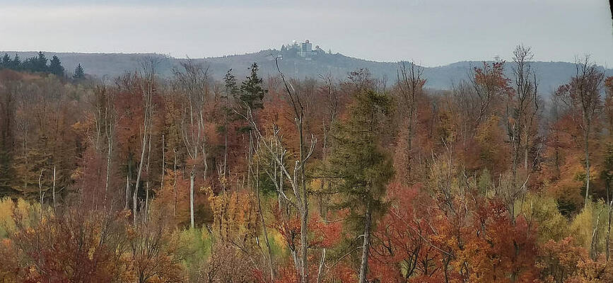 Tree Photograph - Autumn In The Forest #8 by Robert Grac