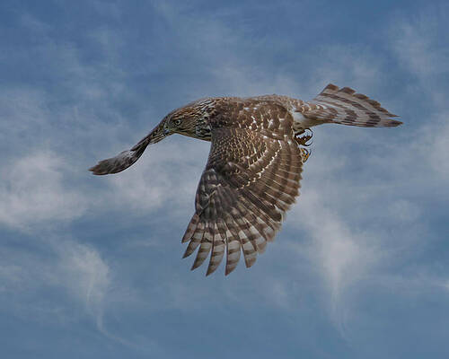 Hawk Photograph - Cooper's Hawk #7 by Joe Fisher