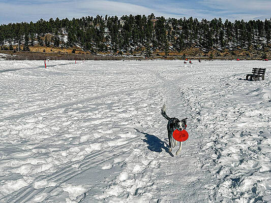 Tree Photograph - Dog - Border Collie - Skylar #7 by Robert Niemeier