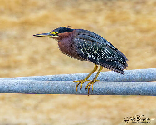 Beak Photograph - Green Heron #7 by Joe Fisher