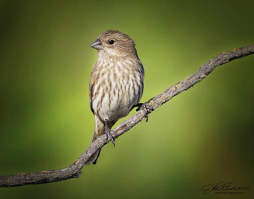 Small Bird on a Branch Wall Art