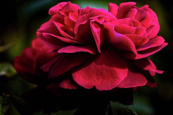 Love Wall Art featuring the photograph Nature Art #7 by Robert Grac