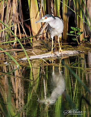 Water Photograph - Night Heron #7 by Joe Fisher