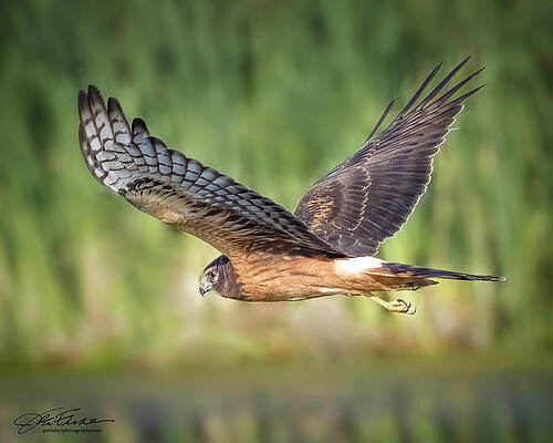 Feather Wall Art featuring the photograph Northern Harrier Female #7 by Joe Fisher