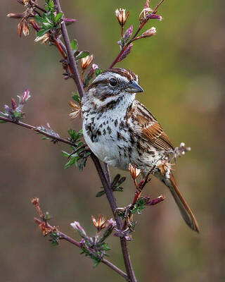 Wildlife Wall Art featuring the photograph Song Sparrow #7 by Joe Fisher