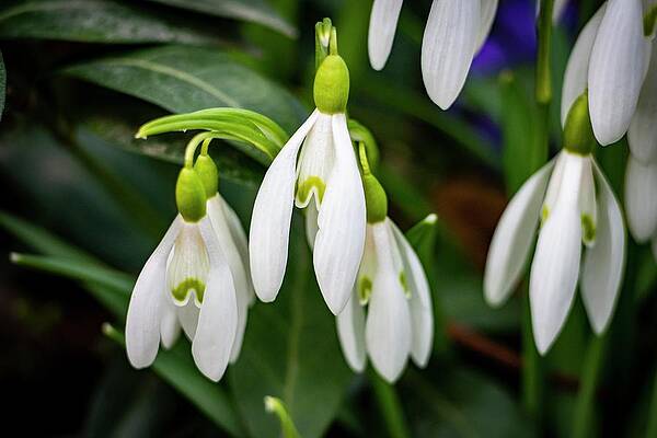 Nature Photograph - Spring Vibes #7 by Robert Grac