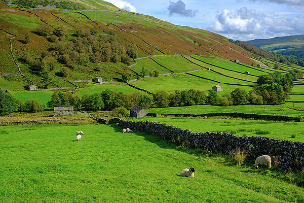 Rolling Hills with Grazing Sheep Wall Art