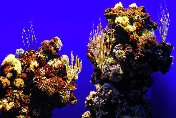 Landscape Wall Art featuring the photograph Under Water Coral Life #7 by Severija Kirilovaite