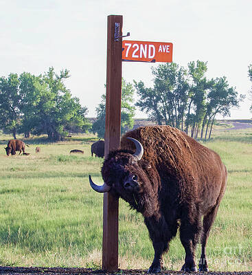 Colorado Wall Art featuring the photograph 72nd Avenue Denver Colorado by Shirley Dutchkowski