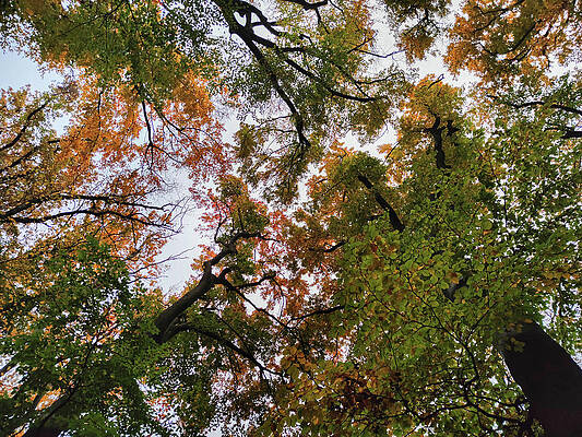 Tree Photograph - Autumn In The Forest #9 by Robert Grac