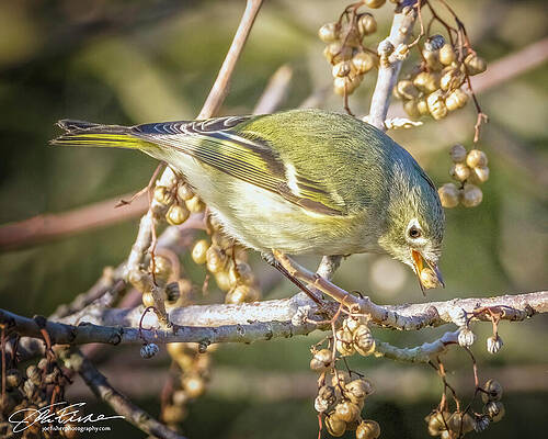 Beak Photograph - Ruby-crowned Kinglet #8 by Joe Fisher