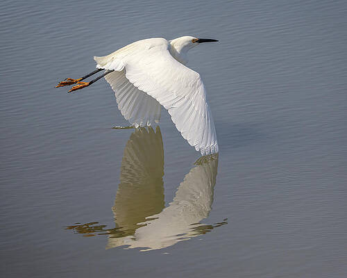 Wall Art featuring the photograph Snowy Egret #8 by Joe Fisher