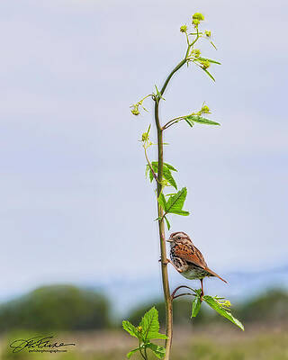 Wildlife Wall Art featuring the photograph Song Sparrow #8 by Joe Fisher