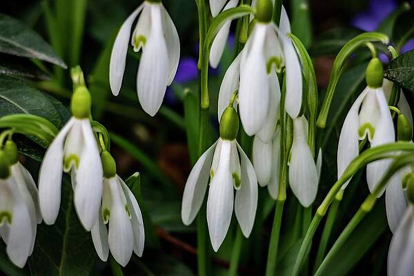 Nature Photograph - Spring Vibes #8 by Robert Grac