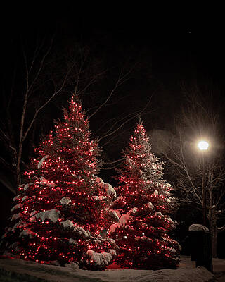 Festive Wall Art featuring the photograph Festive Christmas Trees_8405 by Linda Triplett