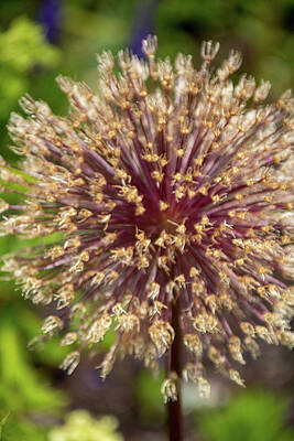 Natural Wall Art featuring the photograph Colorful Blossoms In A Macro Garden_8898 by Linda Triplett
