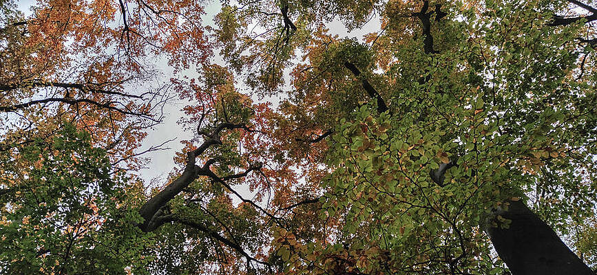 Tree Photograph - Autumn In The Forest #10 by Robert Grac