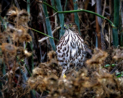 Hawk Photograph - Cooper's Hawk #9 by Joe Fisher