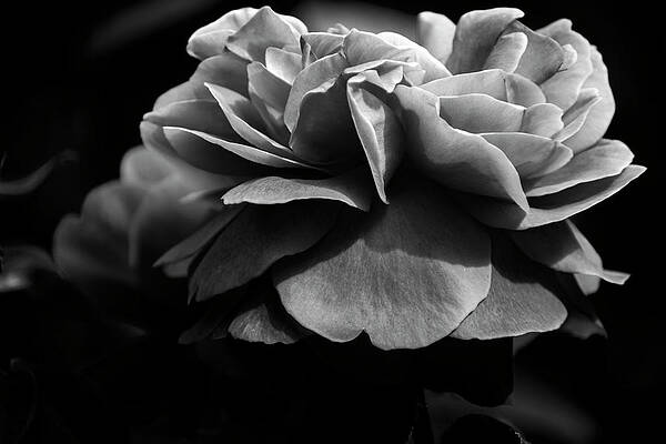 Love Wall Art featuring the photograph Nature Art #9 by Robert Grac