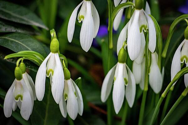 Nature Photograph - Spring Vibes #9 by Robert Grac