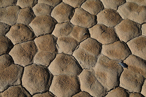 Photograph - The Racetrack Playa #9 by Jonathan Babon