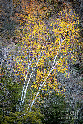 Landscape Photograph - 9659-2-2_White Poplar In Fall by Mark Triplett