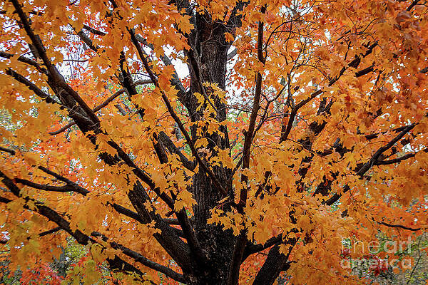 Landscape Photograph - 9699-2-2_Maple Tree In Full Fall Color by Mark Triplett