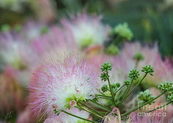 Beautiful Photograph - A Bad Hair Day by D Lee